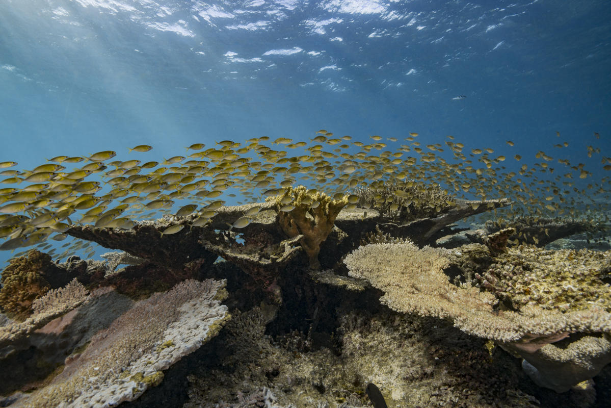 Récifs coralliens et changements Climatiques