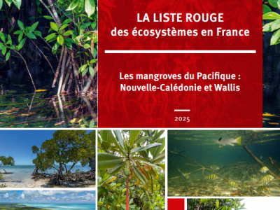 LR_mangroves pacifique