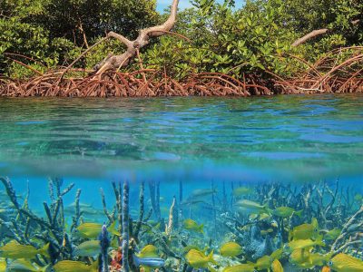 mangrove_Credit-UICN-2