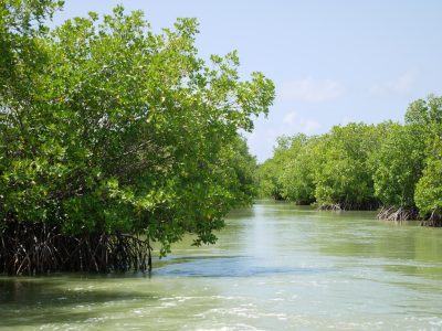 mart2.-mangrove-estuarienneprzht